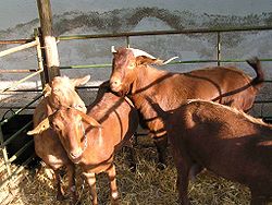 CABRAS.jpg