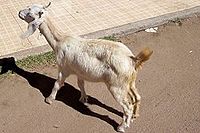 Chivito cordobes.jpg